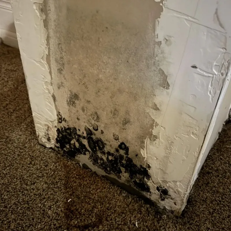 Professional Mold Removal in Hermon, ME